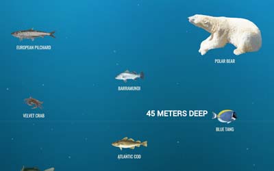 The Deep Sea - Discover Sea Creatures by depth - Singapore Silent ...